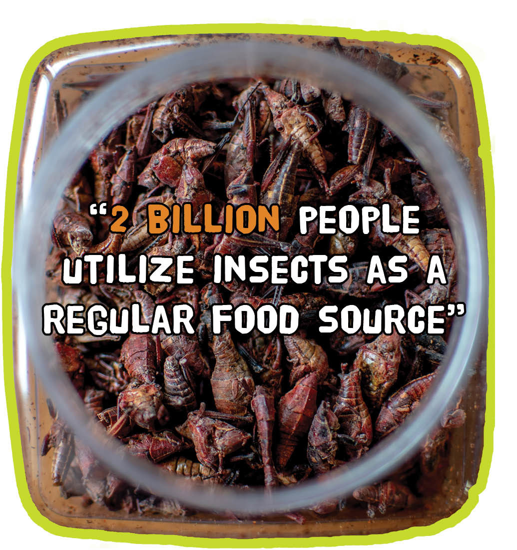 bugfacts2